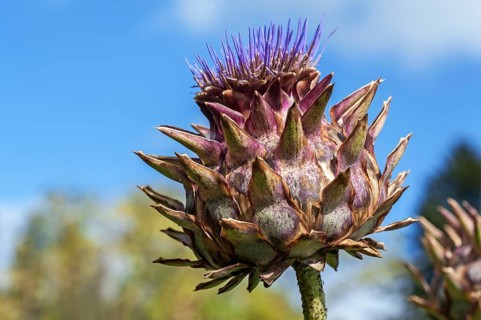 Cardoon or Artichoke Thistle (Cynara cardunculus)