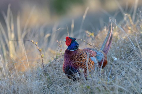 Common Pheasant (Phasianus colchicus)