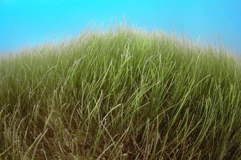 Marine Eelgrass (Zostera sp.)