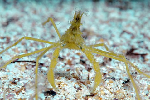 Common Spider Crab (Macropodia rostrata)