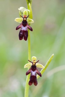 Fly Orchid (Ophrys insectifera)