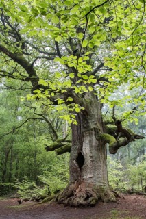 Pedunculate Oak (Quercus robur)