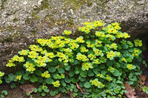 Alternate-leaved golden saxifrage (Chrysosplenium alternifolium)