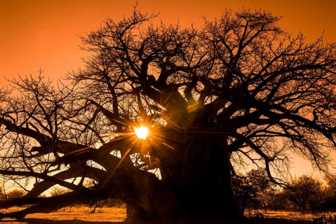 Baobab Tree (Adansonia digitata)