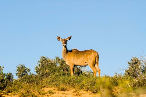 Greater Kudu (Tragelaphus strepsiceros)
