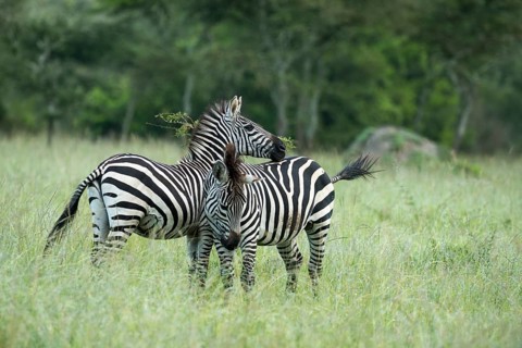 Plains zebras (Equus quagga)