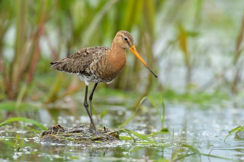 Black-tailed Godwit (Limosa limosa)