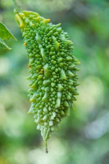 Bitter melon (Momordica charantia)