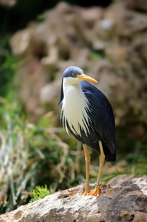 Pied Heron (Ardea picata)