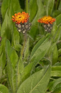 Orange hawkweed (Hieracium aurantiacum)