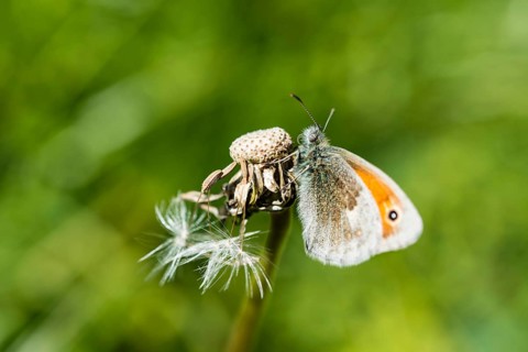 Small Heath (Coenonympha pamphilus)