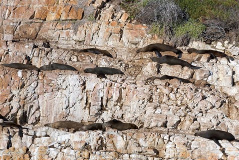 Harbor seals (Phoca vitulina) on rocks