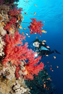 Scuba diver at the steep wall of a coral reef looking at Klunzinger's Soft Corals (Dendronephthya klunzingeri)