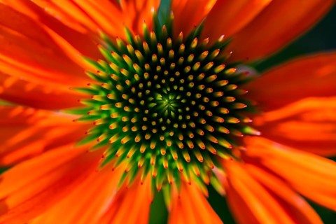 Red coneflower (Echinacea)