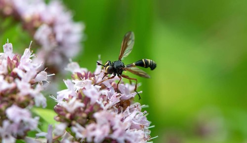 Giant Ichneumon (Rhyssa persuasoria) on purple flowers