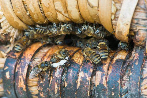 Honey bees (Apis mellifera) at the entrance hole of a beehive