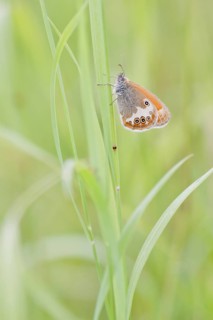 Pearly Heath (Coenonympha arcania) butterfly clinging to a blade of grass