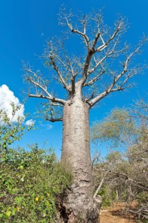 African Baobab (Adansonia digitata)