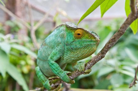 Parson's chameleon (Calumma parsonii)