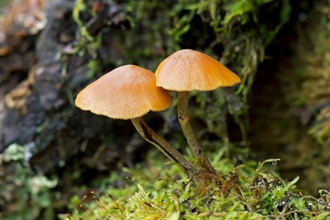 Snakeskin Brownie (Hypholoma marginatum)