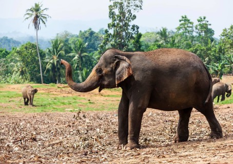 Asian elephants (Elephas maximus) feeding in the Pinnawela Elephants Orphanage
