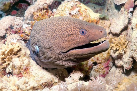 Giant Moray (Gymnothorax javanicus)