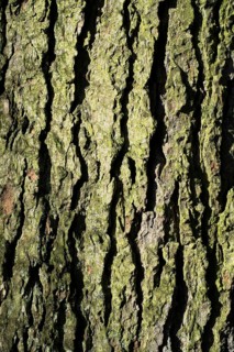 Bark of an Atlas Cedar (Cedrus atlantica)
