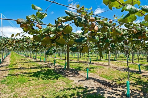 Kiwi fruits (Actinidia deliciosa)