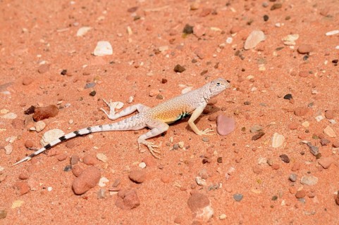 Zebratail Lizard or Zebra-tailed Lizard (callisaurus draconoides)