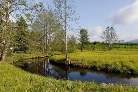 Grosse Ohe river in the Klosterfilz