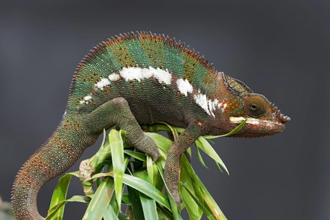 Panther Chameleon (Furcifer pardalis)