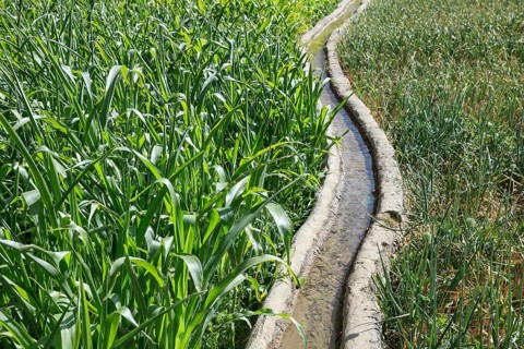 Clear water flowing in a traditional irrigation canal through a green field