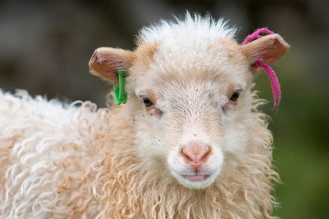 Lamb with ear marks