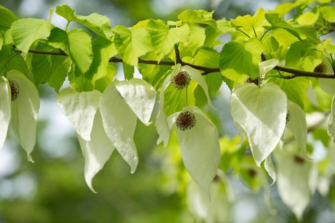Handkerchief tree (Davidia involucrata) flowers and leaves