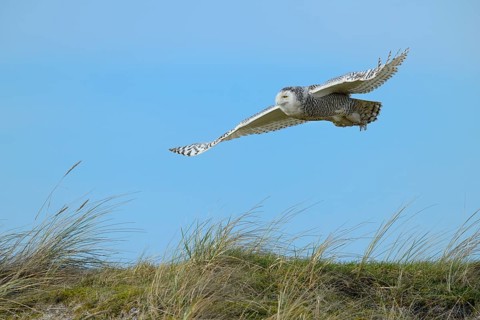 Snowy Owl (Bubo scandiacus)