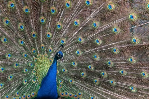 Indian Peafowl or Blue Peafowl (Pavo cristatus)