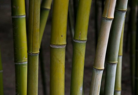 Bamboo stems
