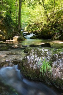 Brook of Myra Falls