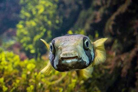 White-spotted Puffer (Arothron hispidus)