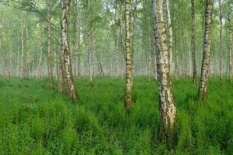 Forest of Downy Birch or White Birch (Betula pubescens) in a light mist