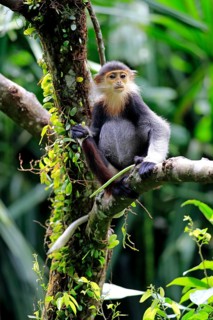 Red-shanked Douc or Douc Langur (Pygathrix nemaeus)