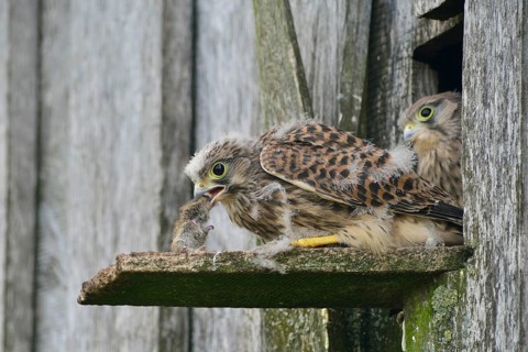 Common Kestrels (Falco tinnunculus)