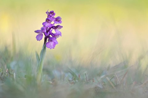 Green-winged Meadow Orchid or Green-winged Orchid (Orchis morio) growing on a dry slope