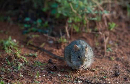 Four-striped grass mouse (Rhabdomys pumilio)