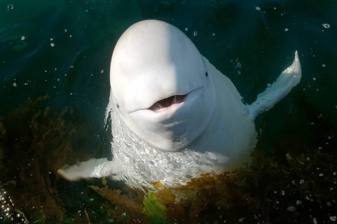 Beluga Whale or White Whale (Delphinapterus leucas)