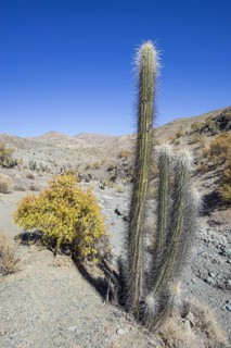 Quisco Cactus or Hedgehog Cactus (Echinopsis chiloensis)