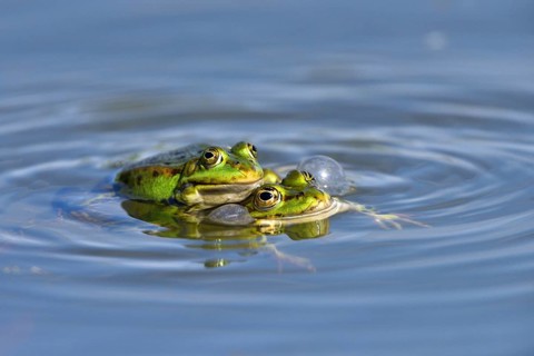 Green frogs (Pelophylax esculentus) calling during mating