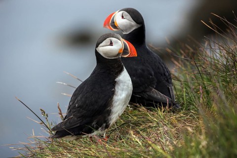 Two Puffins (Fratercula arctica)
