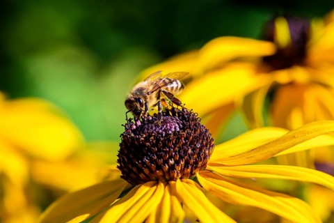 Honey bee (Apis mellifera) sits on yellow flower