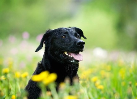 Wet black Rottweiler crossbreed sitting on flower meadow